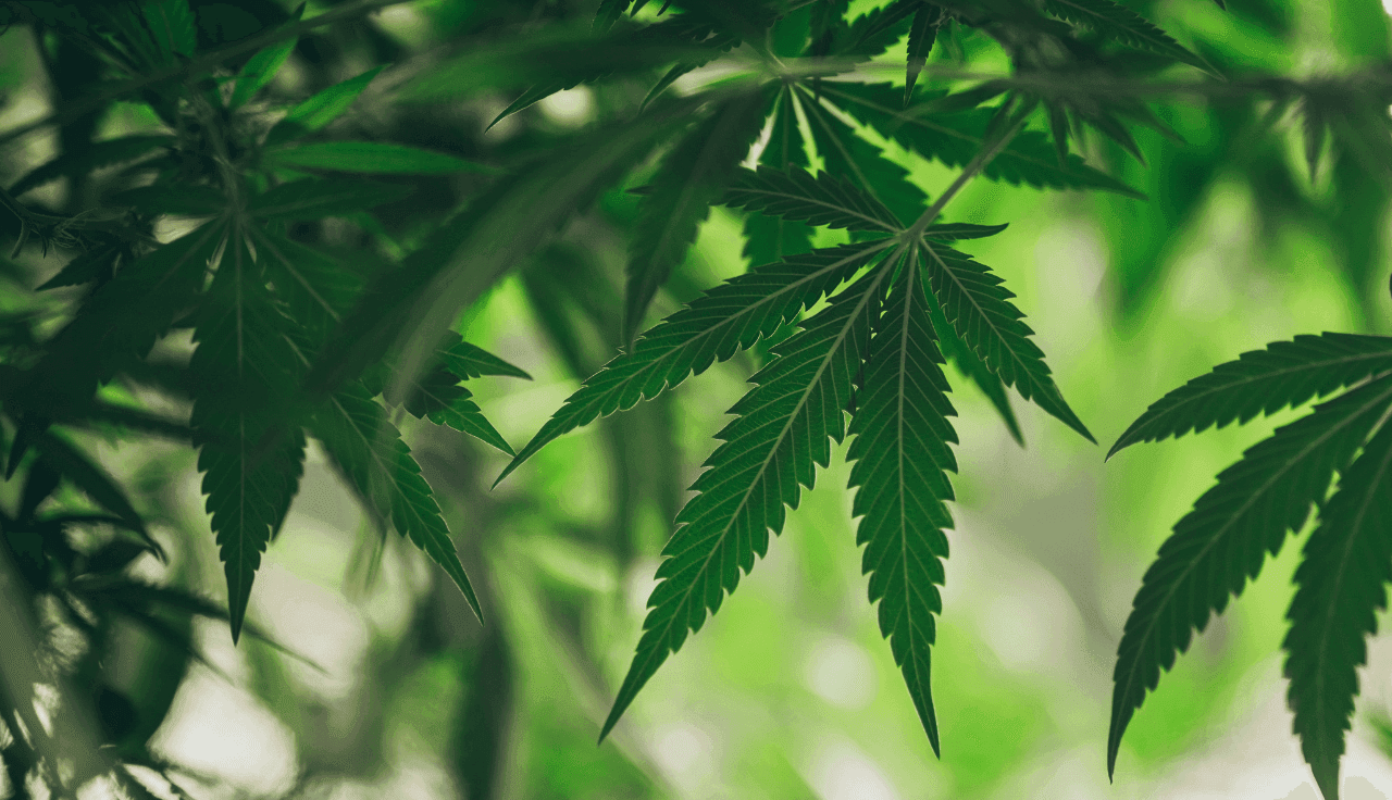 Cannabisblätter